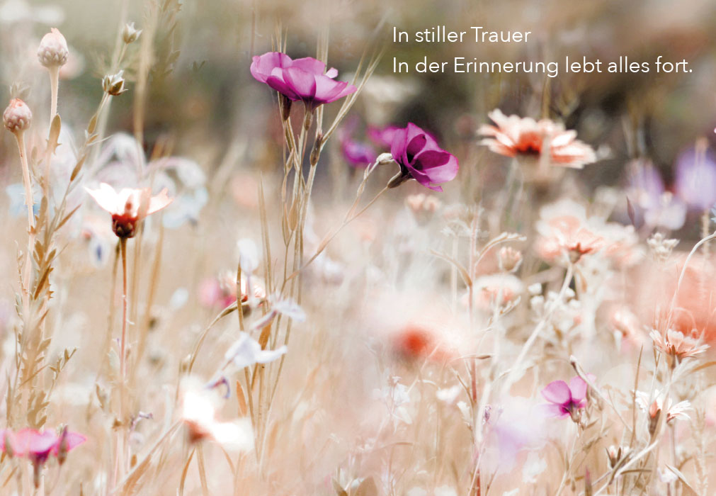 Trauer - Blumenwiese im Sonnenlicht