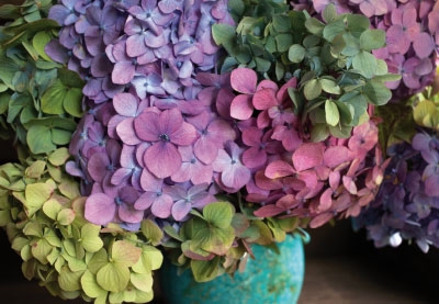 Blumen - Hortensien in grüner Vase 