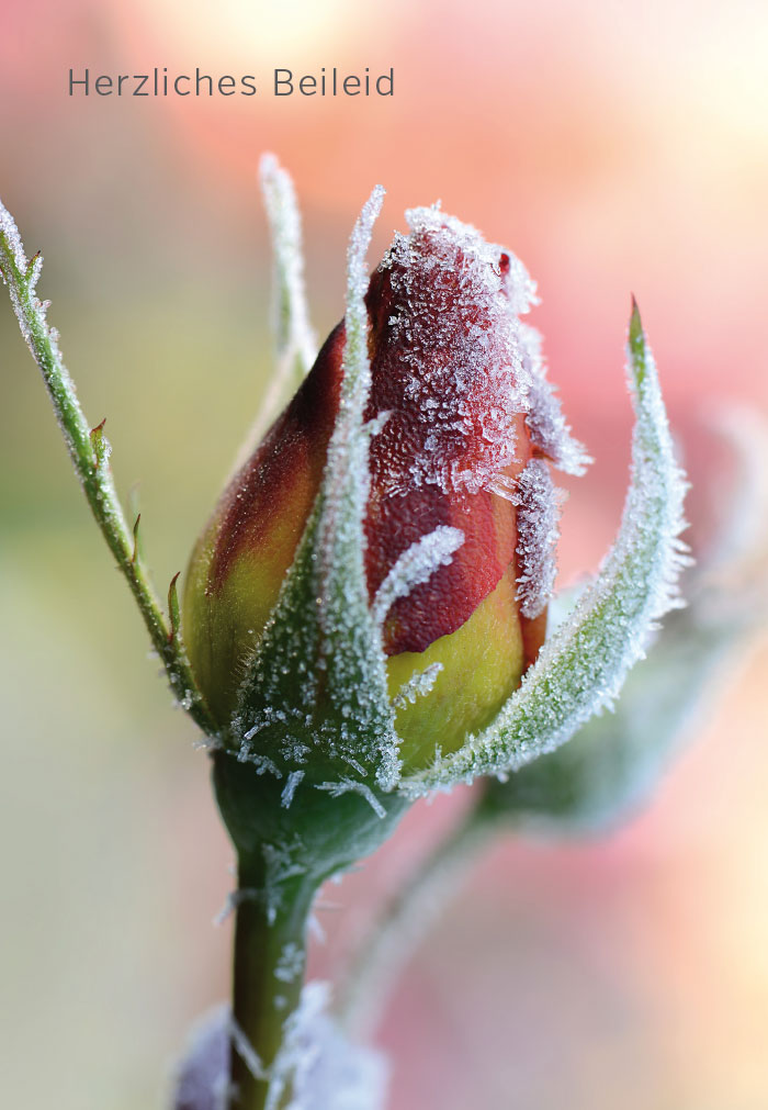 Trauer - gefrorene Rose