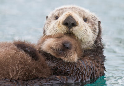 Tiere - Doppelkarte Otter
