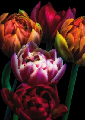 Kleine Kartengrüße - Tulpen, samtiges Schwarz