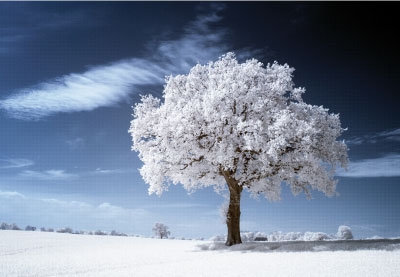 Winterlandschaft - gefrosteter Baum