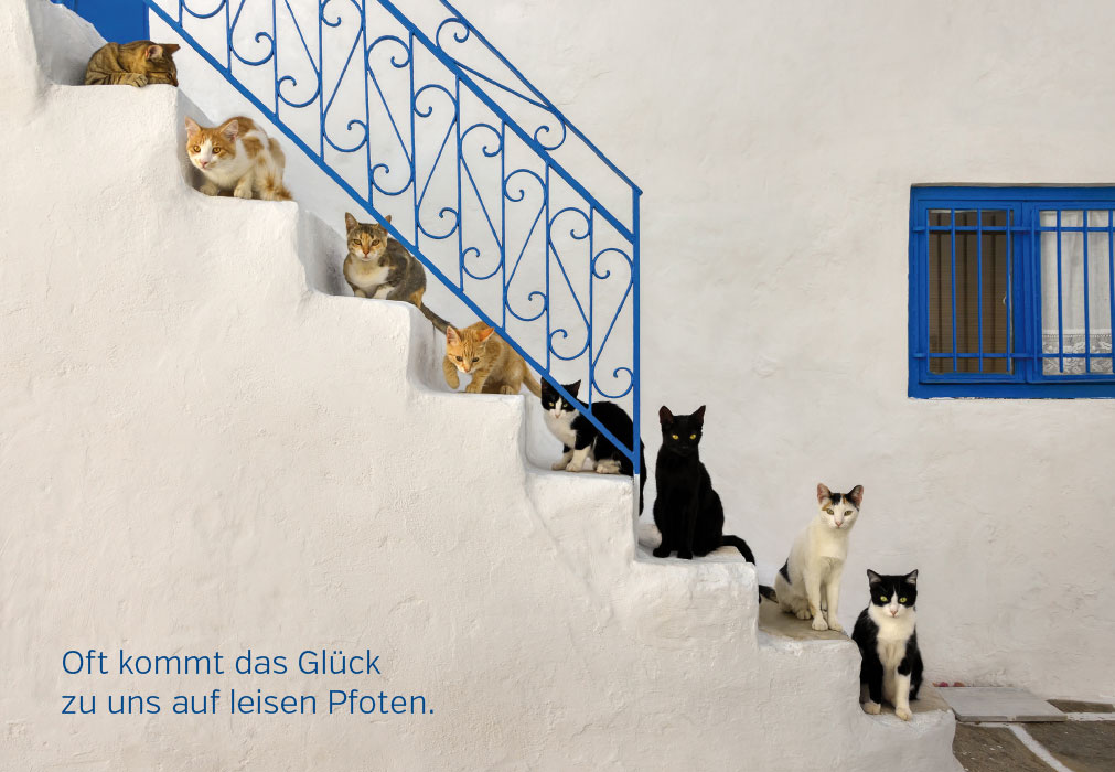 Gute Laune - Katzen auf Treppe - NEU!!!
