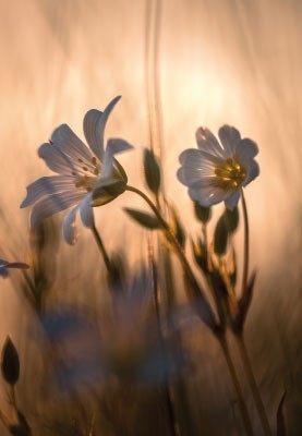 Trauer ohne Text - Blumen, diesiges Licht 